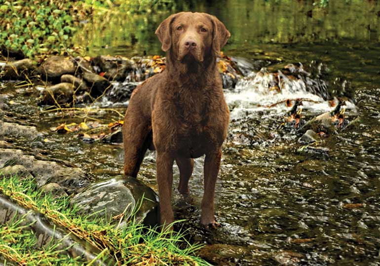 Chesapeake Bay Retriever Breeds
