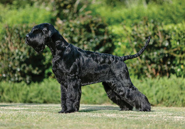 Large schnauzer for sale sale
