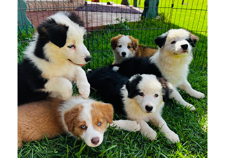 Breeder Gallery Large Image