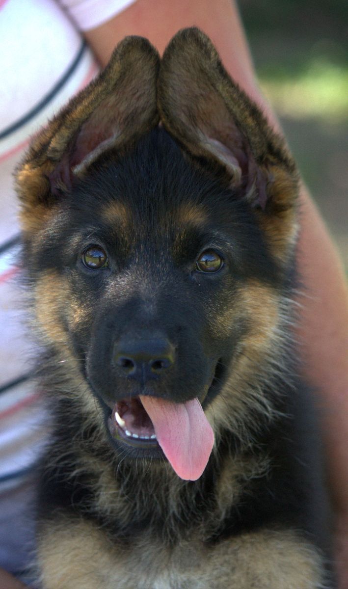 Breeder Gallery Large Image
