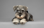 shutterstock_222795895
