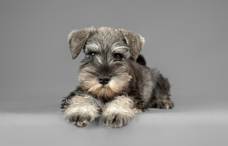 shutterstock_222795895