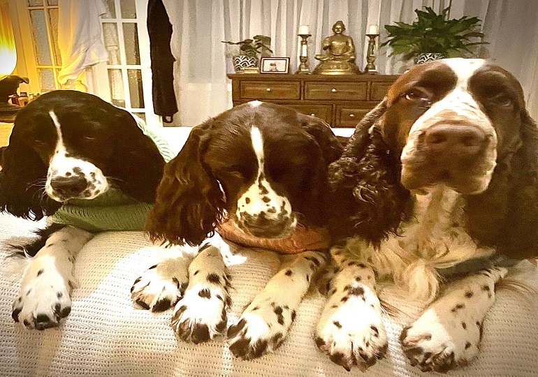 Breeder Gallery Large Image
