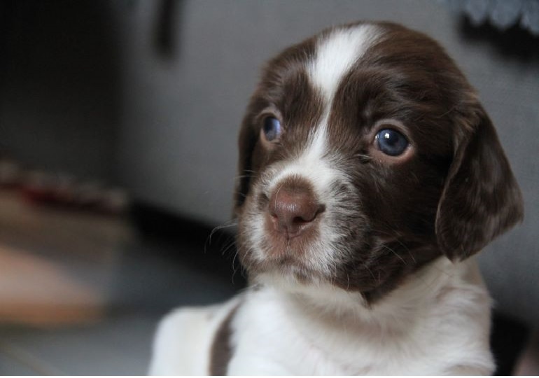 Breeder Gallery Large Image