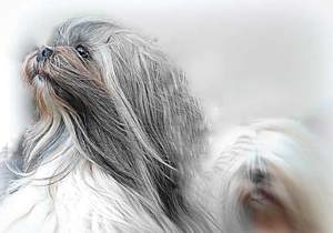 Breeder - Mrs Marilyn Foster
