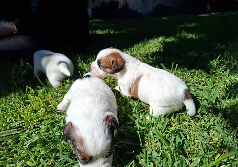 Breeder Gallery Large Image