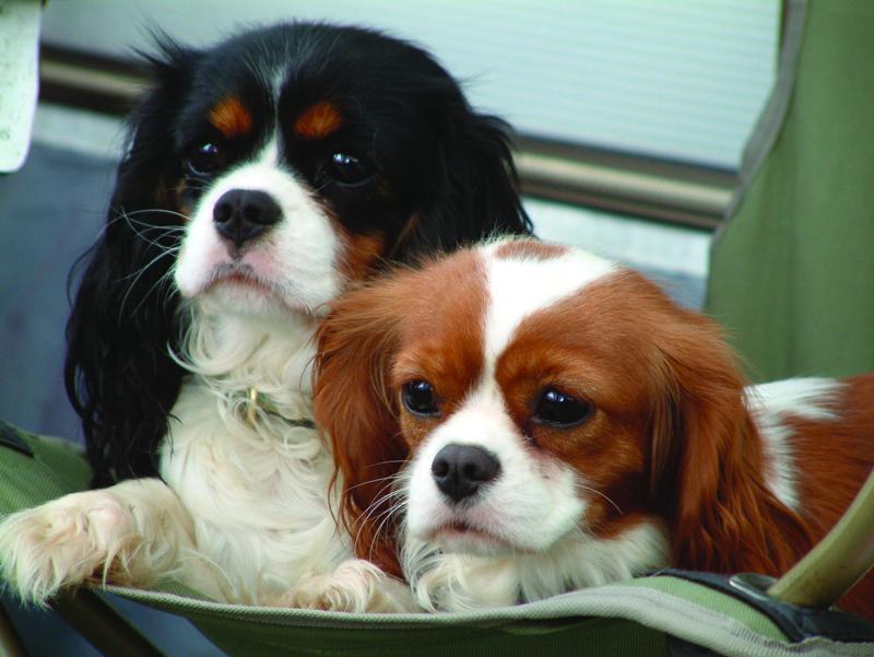 animalplanethd