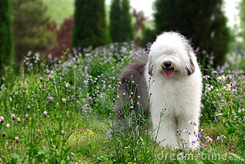 english-old-sheepdog-5089189 1