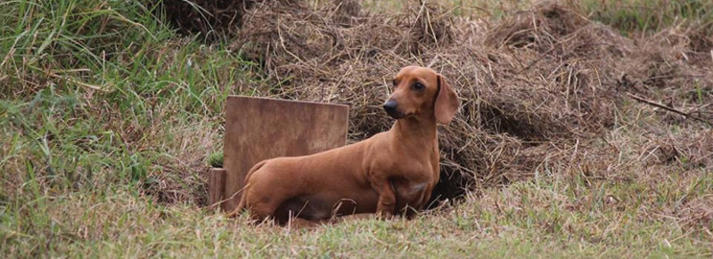 earthdog