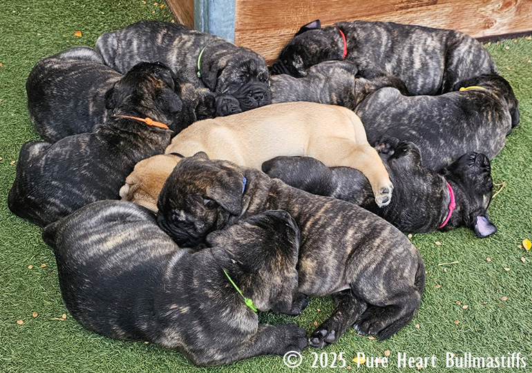 Breeder Gallery Large Image