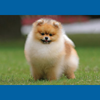 pomeranian