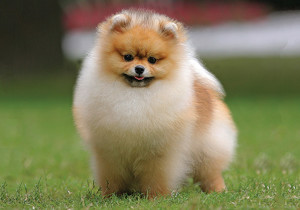 pomeranian