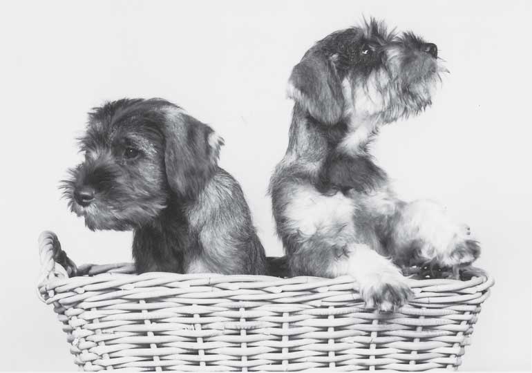 Breeder Gallery Large Image