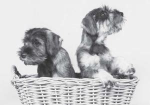 Breeder - Mrs SK Foote