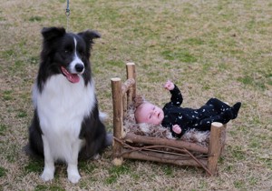 Breeder - Mrs Tracie Buckley