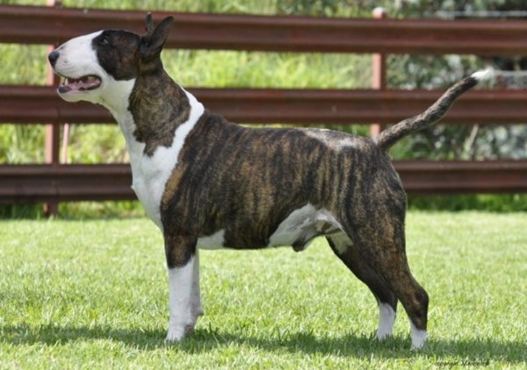 Breeder Gallery Large Image