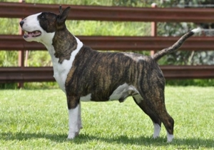 Breeder - Mr Stephen Mackintosh