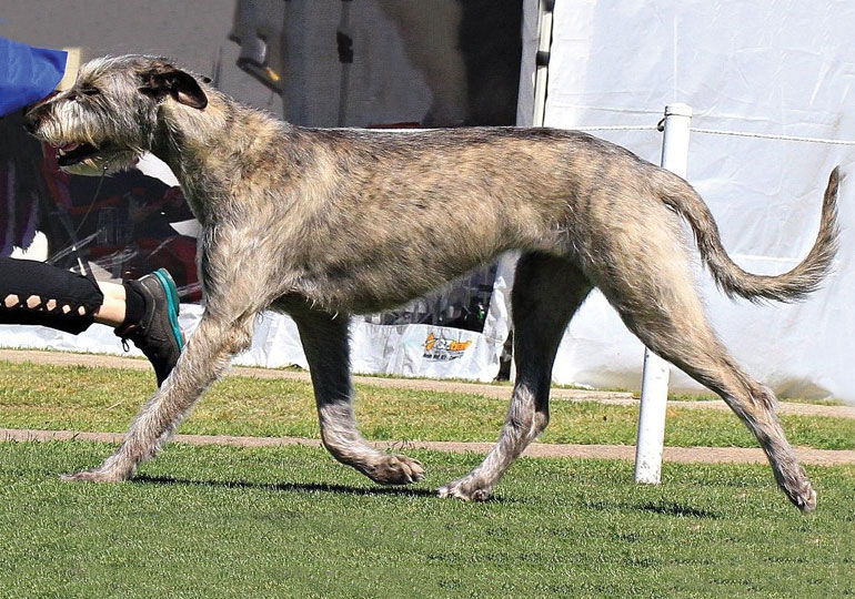 Breeder Gallery Large Image