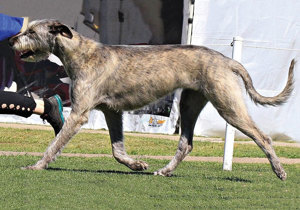Breeder - Mrs Kathy Palmer