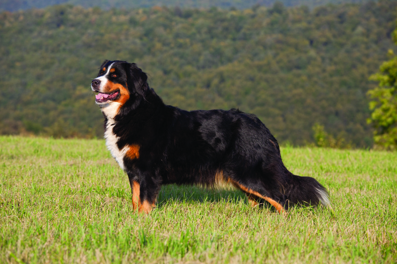 shutterstock_156856118