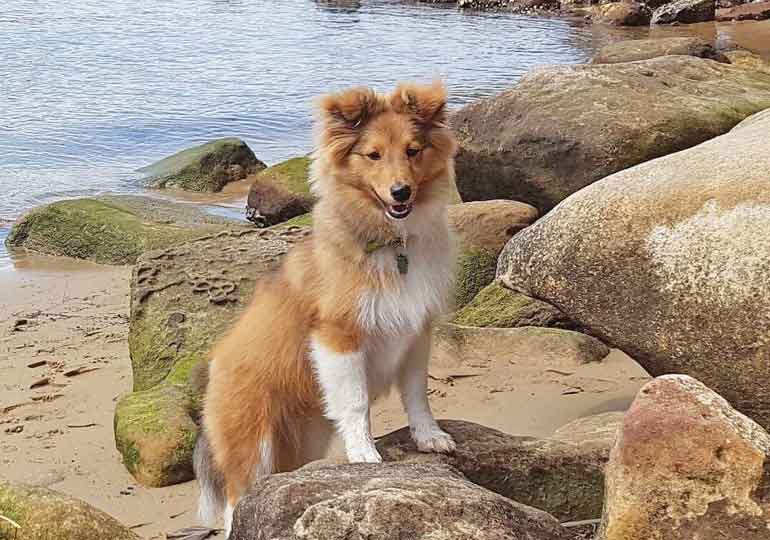 Breeder - Ms Diann Marquette
