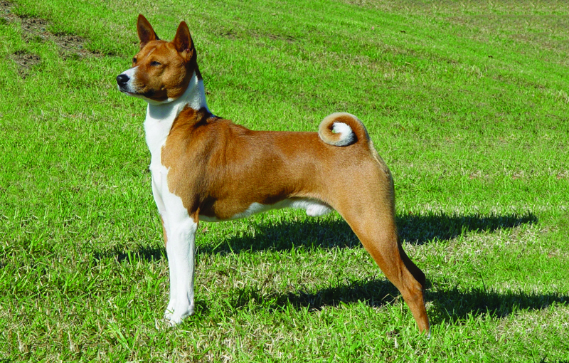 Basenji edited