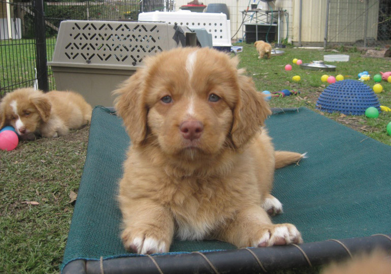 Breeder Gallery Large Image