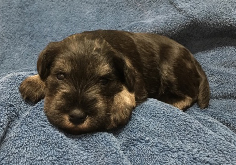 Breeder - Ms Helen Aitken-Kuhnen