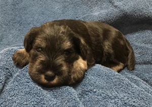 Breeder - Ms Helen Aitken-Kuhnen