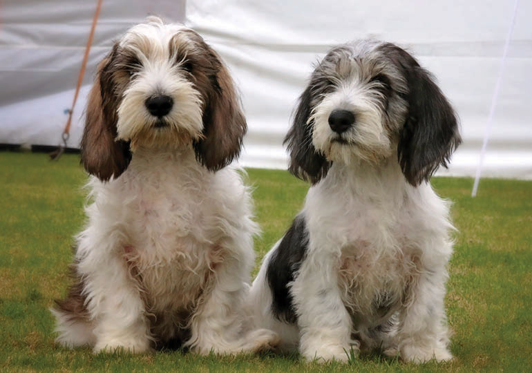 Breeder Gallery Large Image