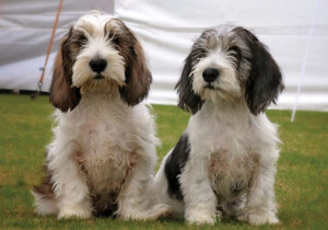 Breeder - Ms Kylie Delacourt