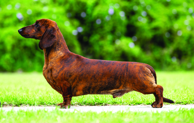 1. Submitted taken by Talia Kelly. Nicholyev Standard Smooths and Miniature Long Dachshunds