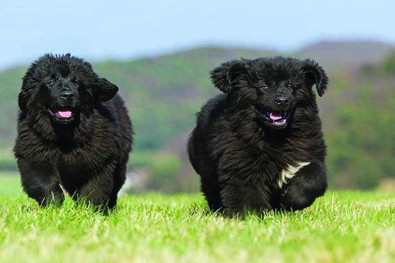 Pups running