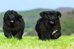 Pups running