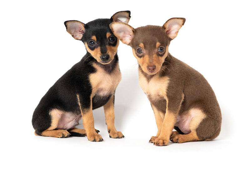 Breeder Gallery Large Image