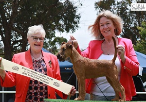 Breeder - Mrs Donna Robinson