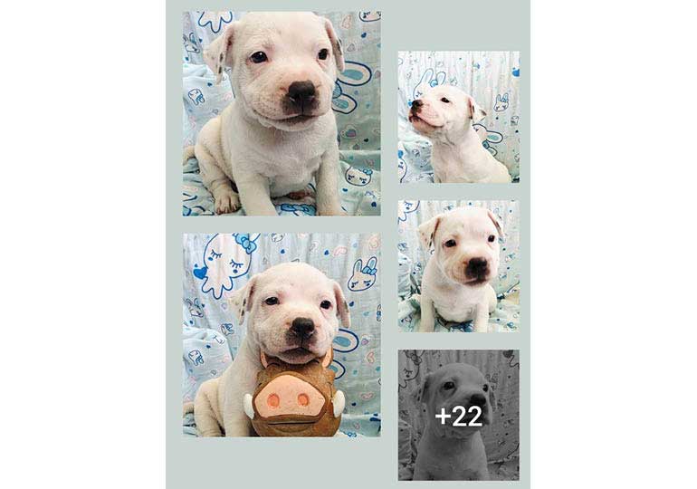 Breeder Gallery Large Image