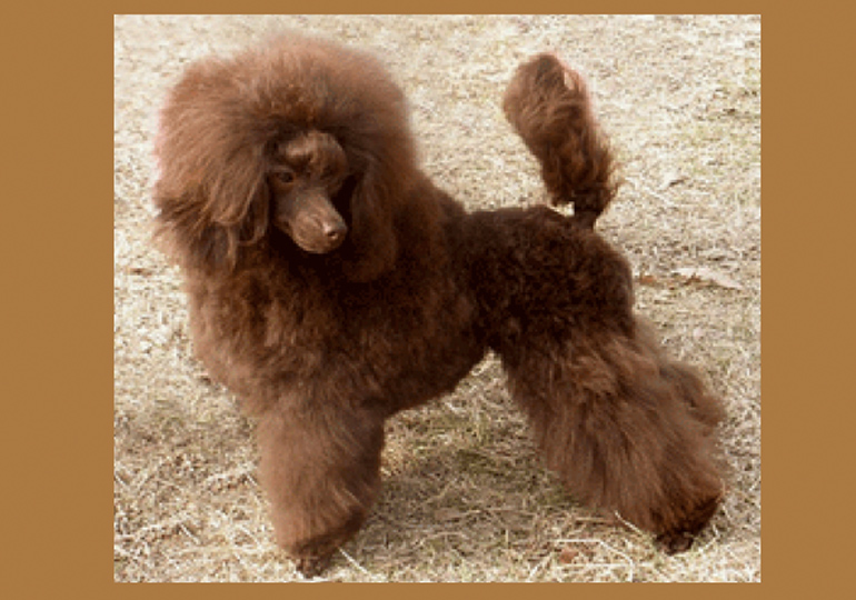 Breeder Gallery Large Image