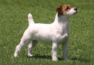 jack_russell_terrier
