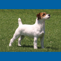 jack_russell_terrier