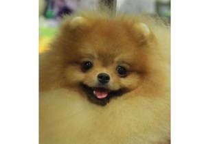 Breeder - Mr POMTOWN POMERANIANS