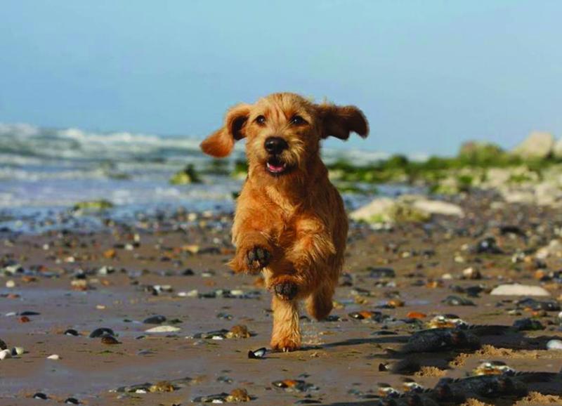 American Kennel Club3