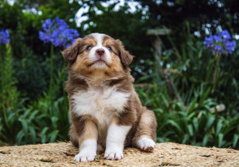 Breeder Gallery Large Image