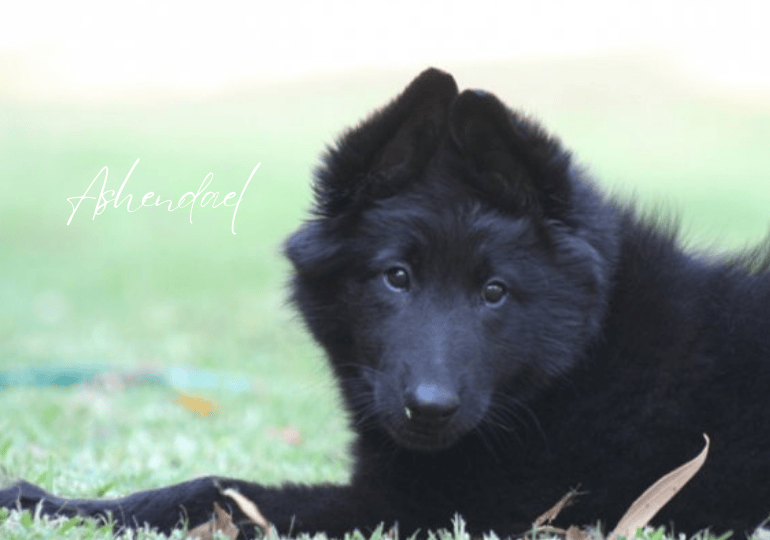 Breeder Gallery Large Image
