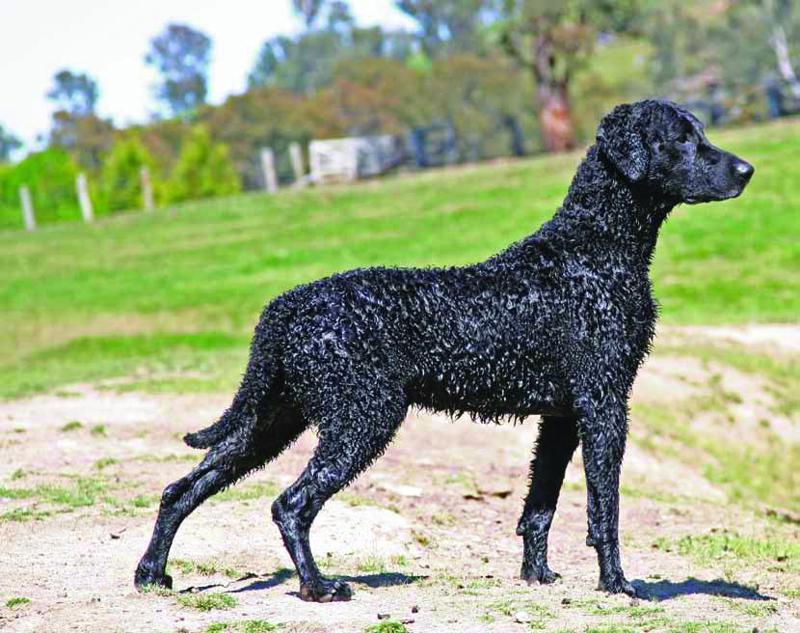 Curly Coated Retriever-3