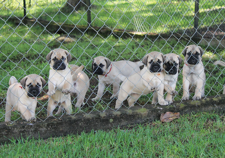 Breeder Gallery Large Image