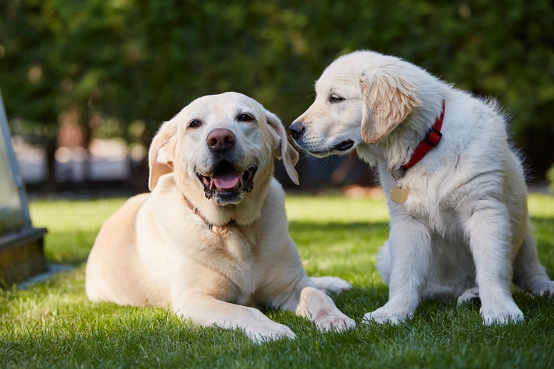shutterstock_2386646977
