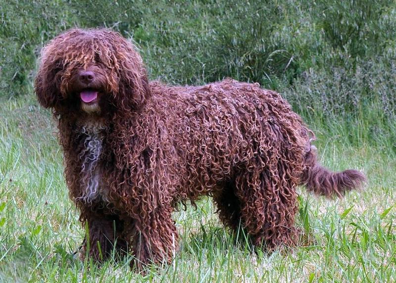Spanish Water Dog1
