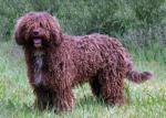 Spanish Water Dog1