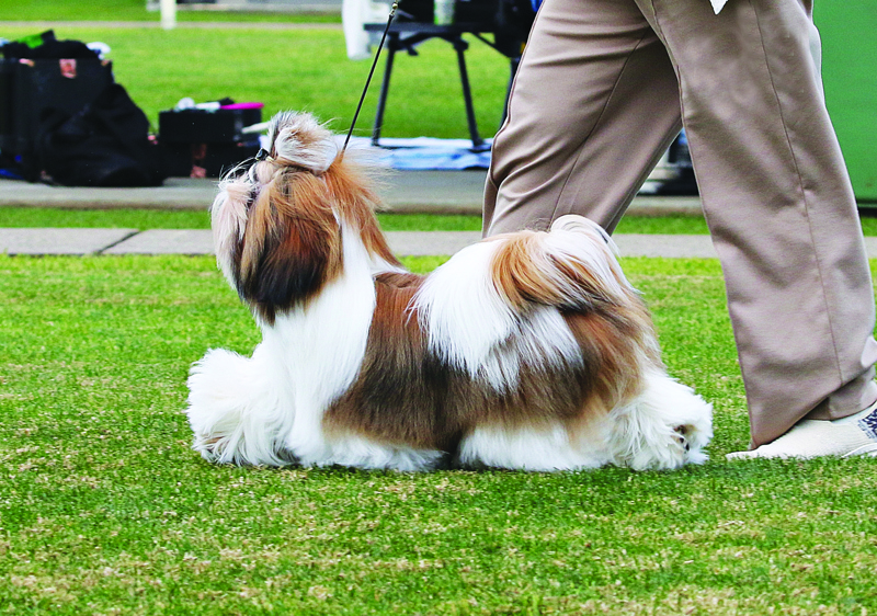 Cabal Canine Candids edited